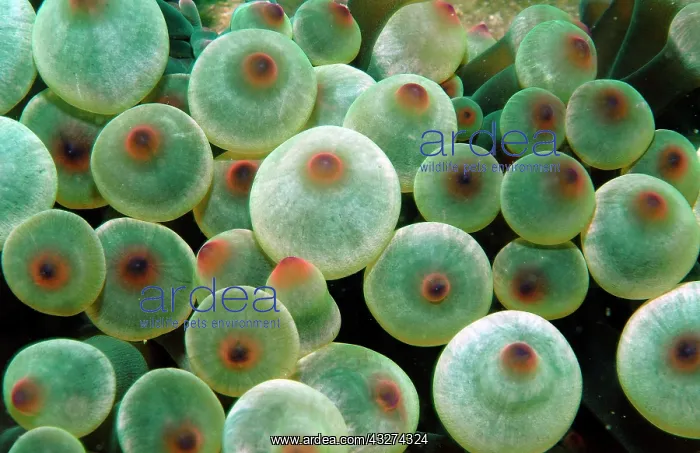 : Bubble tip anemone (Entacmaea quadricolor), Oman : Bubble tip anemone (Entacmaea quadricolor), Oman
