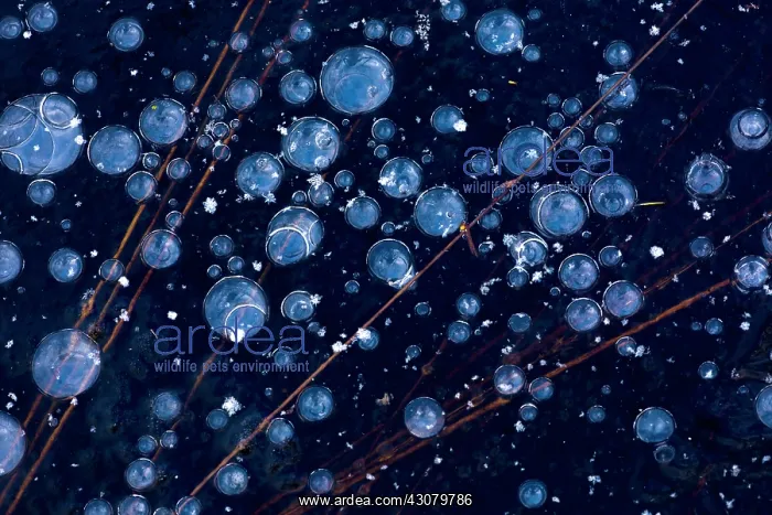  : Bubbles and grass under the ice