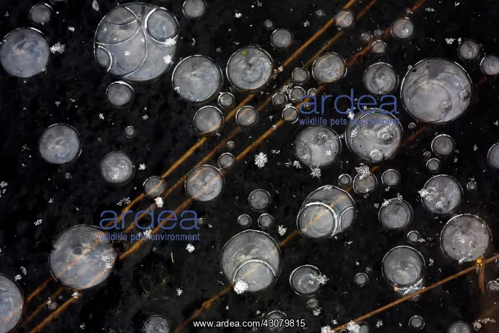 : Bubbles and grass under the ice : Bubbles and grass under the ice