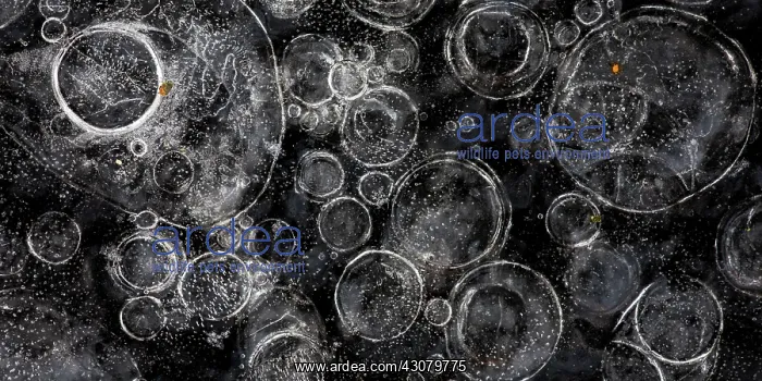 : Bubbles in the ice : Bubbles in the ice