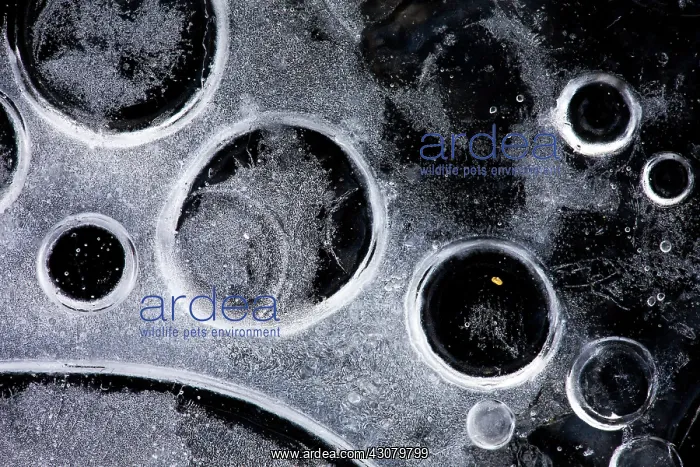 : Bubbles in the ice : Bubbles in the ice