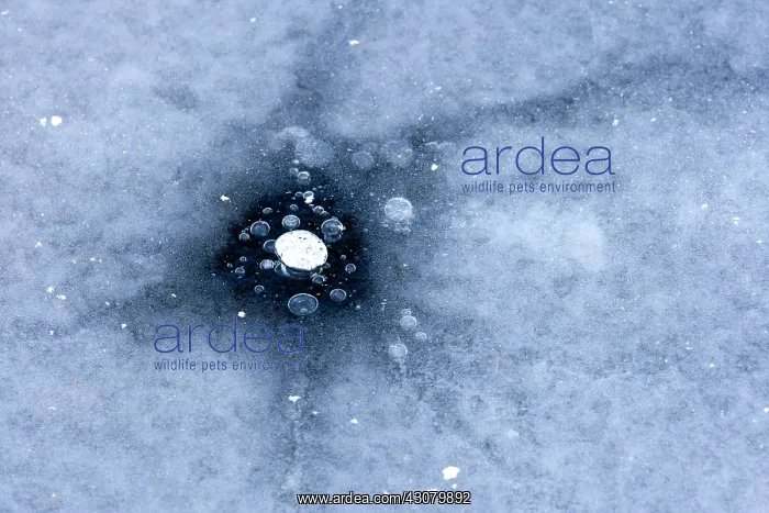 : Bubbles in the ice : Bubbles in the ice