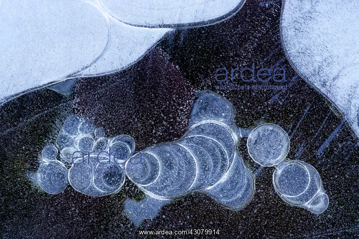 : Bubbles in the ice : Bubbles in the ice