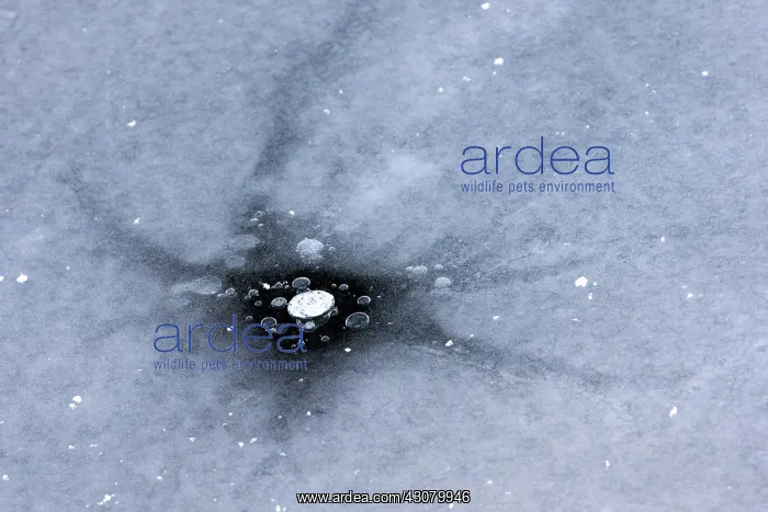 : Bubbles in the ice : Bubbles in the ice