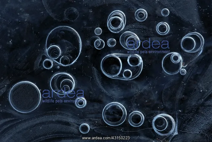 : Bubbles trapped under ice, The Netherlands, Overijssel : Bubbles trapped under ice, The Netherlands, Overijssel