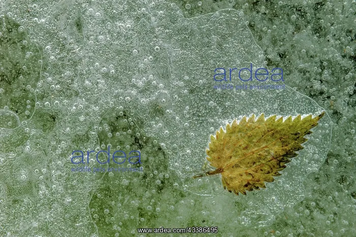 : Bubbles with a tree leaf caught in ice formed on : Bubbles with a tree leaf caught in ice formed on