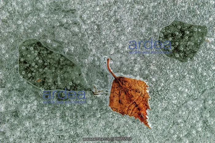 : Bubbles with a tree leaf caught in ice formed on : Bubbles with a tree leaf caught in ice formed on