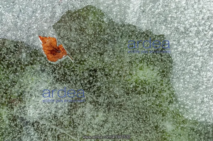 : Bubbles with a tree leaf caught in ice formed on : Bubbles with a tree leaf caught in ice formed on
