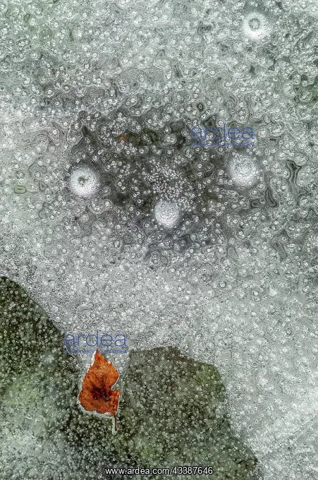 : Bubbles with a tree leaf caught in ice formed on : Bubbles with a tree leaf caught in ice formed on