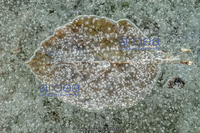 : Bubbles with a tree leaf caught in ice formed on : Bubbles with a tree leaf caught in ice formed on