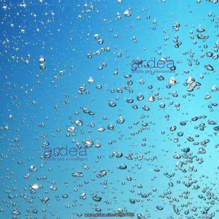 : bubbles in WATER : bubbles in WATER