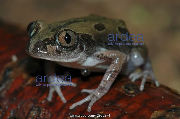 : Bubbling Kassina Frog - Close up : Bubbling Kassina Frog - Close up