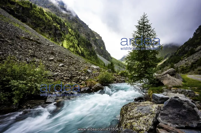 : A bubbling mountain stream flows through a rocky landscape with fir trees : A bubbling mountain stream flows through a rocky landscape with fir trees