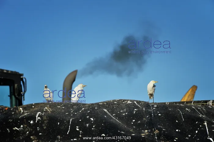 : Bubulcus ibis Bubulcus : Bubulcus ibis Bubulcus