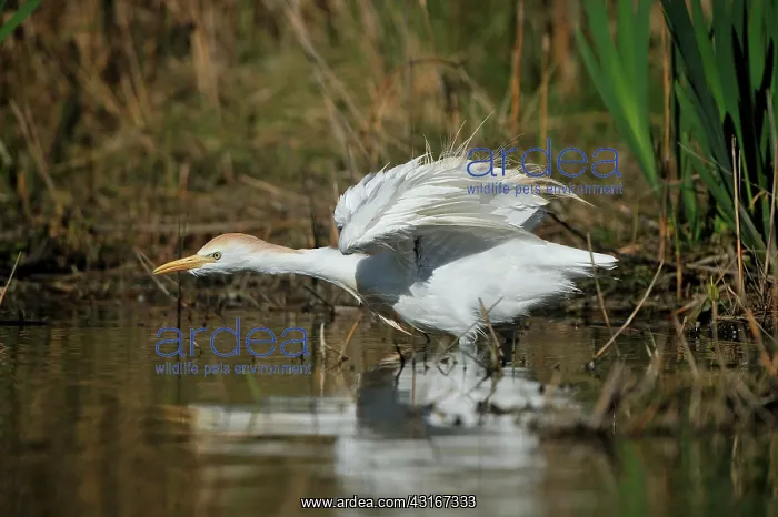 : Bubulcus ibis Bubulcus : Bubulcus ibis Bubulcus