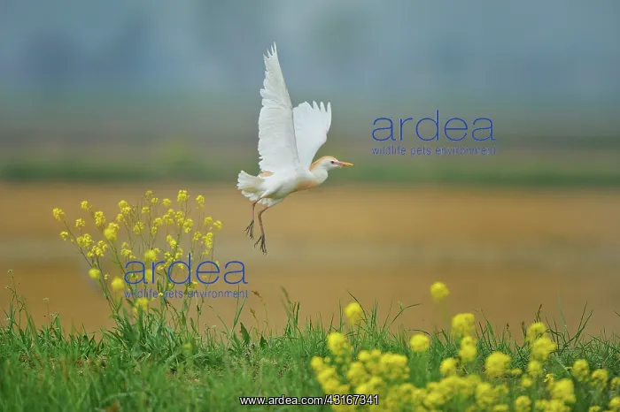 : Bubulcus ibis Bubulcus : Bubulcus ibis Bubulcus