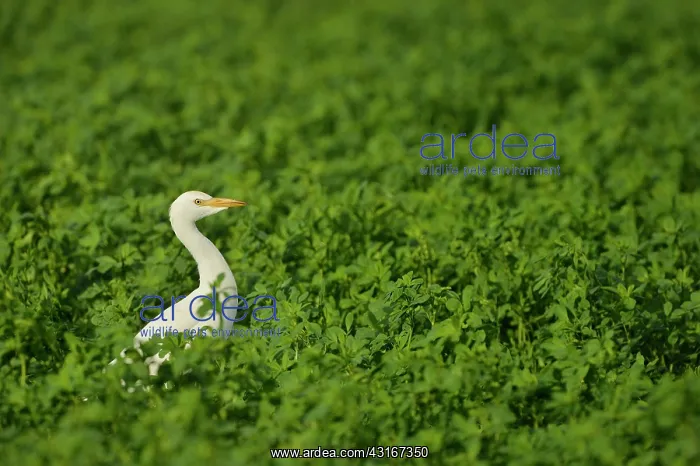 : Bubulcus ibis Bubulcus : Bubulcus ibis Bubulcus