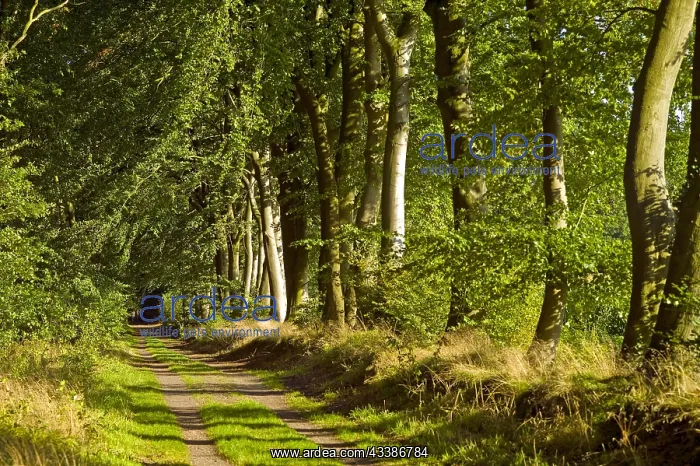  : Buchenallee, Brundorf, Osterholz district, Germany, Europe