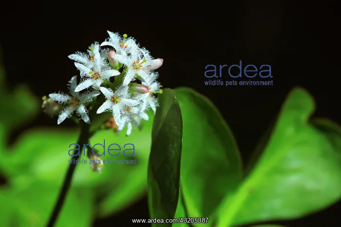 : Buck-bean (Menyanthes trifoliata) flowers, Illfurth : Buck-bean (Menyanthes trifoliata) flowers, Illfurth