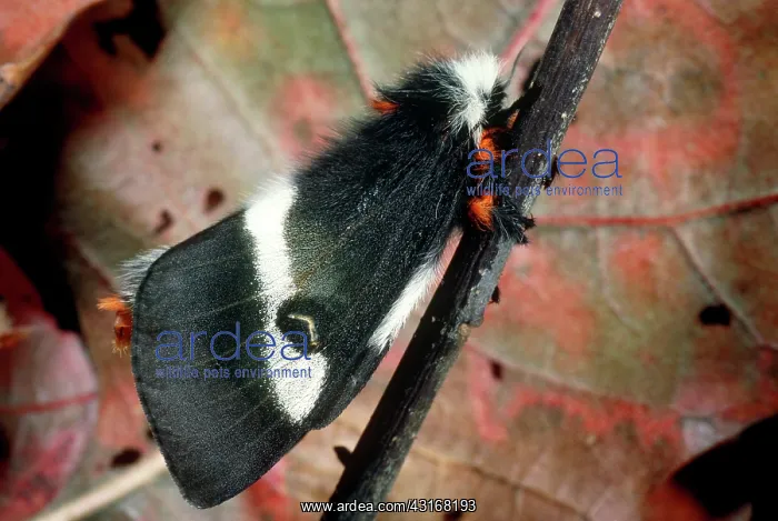 : Buck Moth. Adult female buck moth (Hemileuca maia) on oak twig in the fall : Buck Moth. Adult female buck moth (Hemileuca maia) on oak twig in the fall