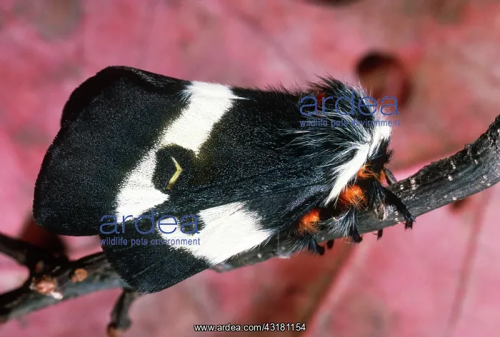 : Buck Moth. Adult female buck moth (Hemileuca maia) on oak twig in the fall : Buck Moth. Adult female buck moth (Hemileuca maia) on oak twig in the fall