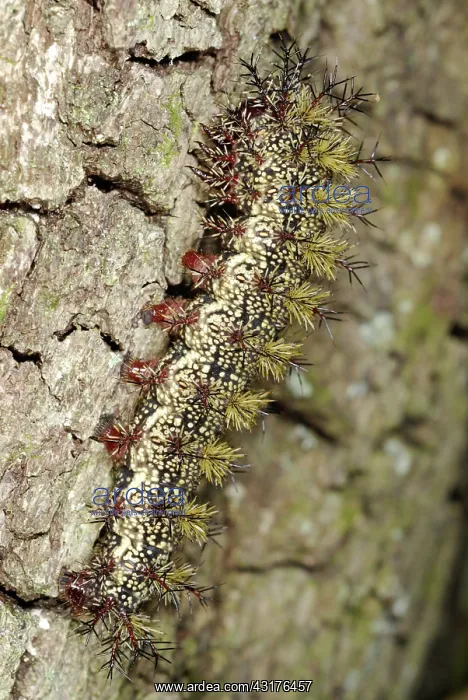: Buck Moth Caterpillar : Buck Moth Caterpillar