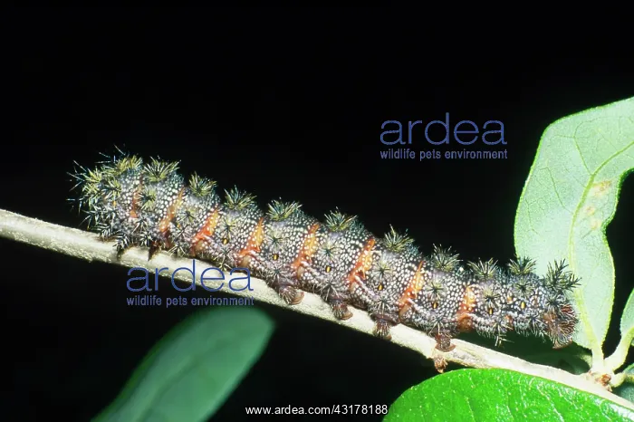 : Buck Moth Caterpillar : Buck Moth Caterpillar