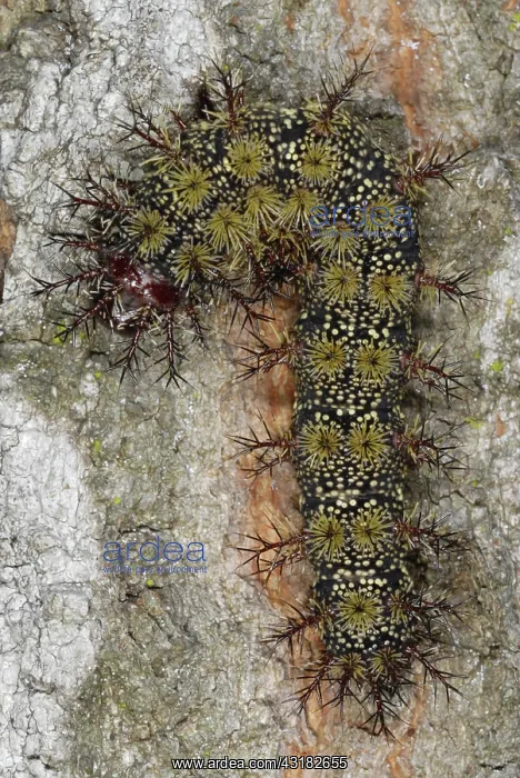 : Buck Moth Caterpillar : Buck Moth Caterpillar