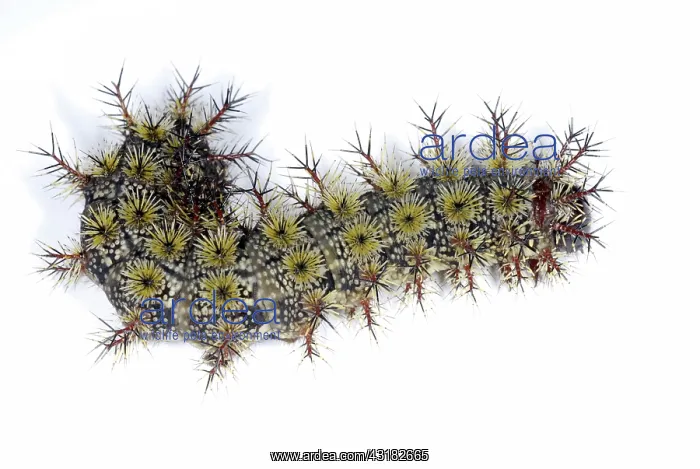 : Buck Moth Caterpillar : Buck Moth Caterpillar