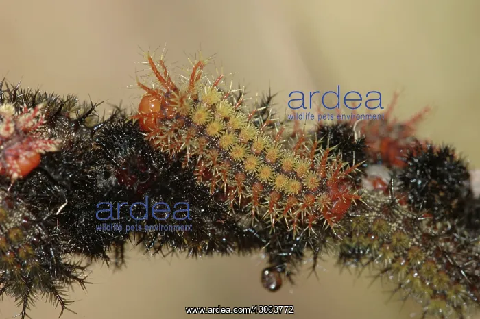 : Buck Moth (Hemileuca maia) caterpillar : Buck Moth (Hemileuca maia) caterpillar