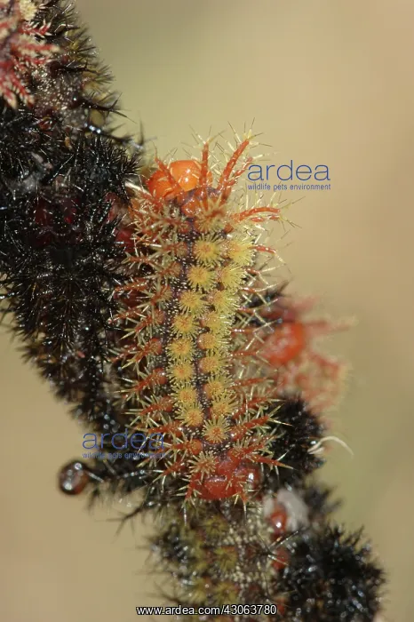 : Buck Moth (Hemileuca maia) caterpillar : Buck Moth (Hemileuca maia) caterpillar