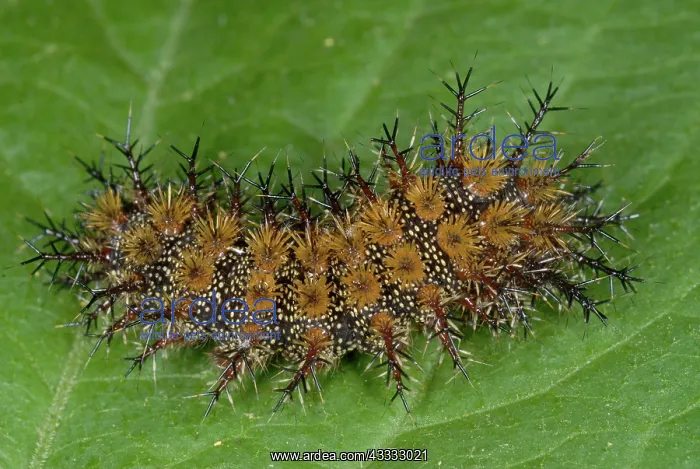: Buck Moth (Hemileuca maia) caterpillar : Buck Moth (Hemileuca maia) caterpillar