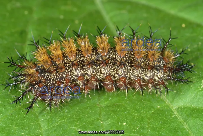 : Buck Moth (Hemileuca maia) caterpillar : Buck Moth (Hemileuca maia) caterpillar