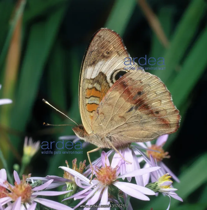 : Buckeye Butterfly : Buckeye Butterfly