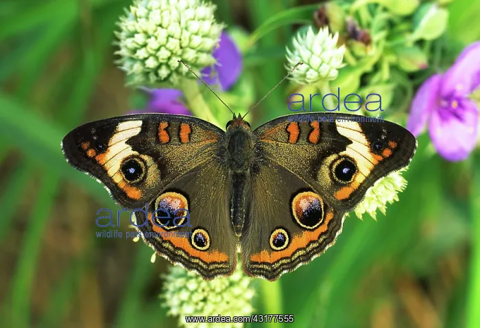 : Buckeye Butterfly : Buckeye Butterfly