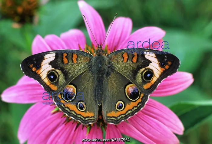 : Buckeye Butterfly : Buckeye Butterfly
