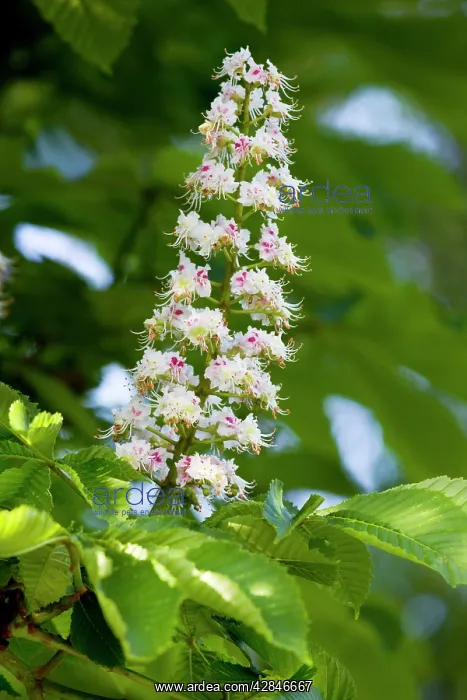 : Buckeyes / Horse Chestnuts - spring flowers : Buckeyes / Horse Chestnuts - spring flowers
