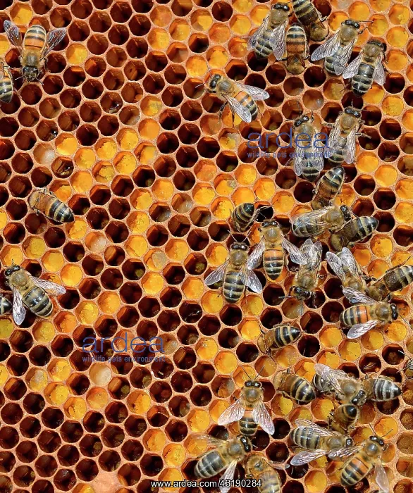 : Buckfast bees, brood with pollen-filled cells and : Buckfast bees, brood with pollen-filled cells and