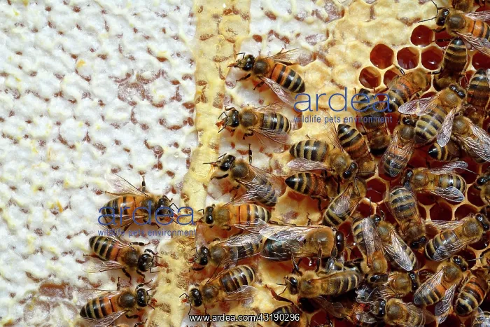  : Buckfast bees feeding on chestnut honey in uncapped