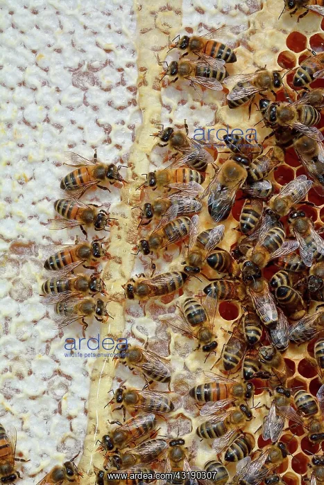  : Buckfast bees feeding on chestnut honey in uncapped