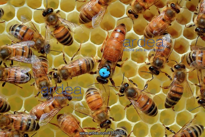 : Buckfast bees: Queen laying in a cell, surrounded : Buckfast bees: Queen laying in a cell, surrounded