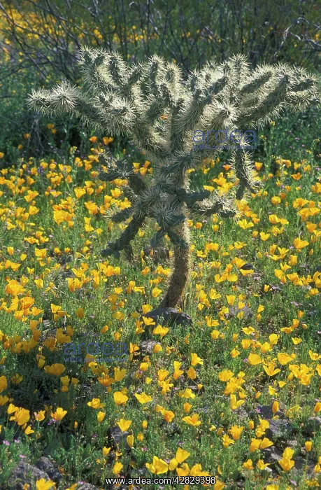 : Buckhorn Cholla Cactus : Buckhorn Cholla Cactus