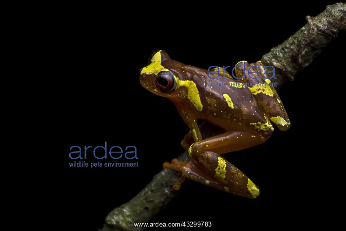 : Buckley's Slender-legged Treefrog (Osteocephalus : Buckley's Slender-legged Treefrog (Osteocephalus