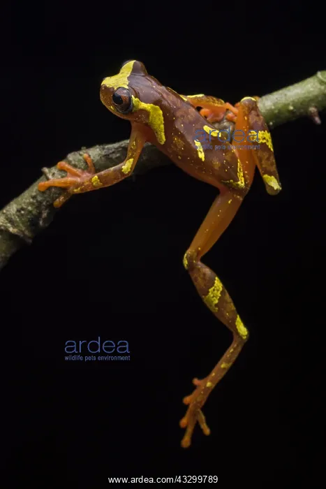 : Buckley's Slender-legged Treefrog (Osteocephalus : Buckley's Slender-legged Treefrog (Osteocephalus