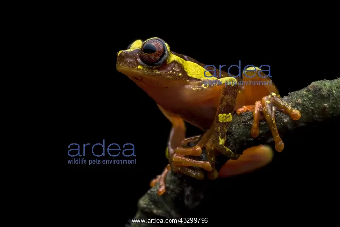 : Buckley's Slender-legged Treefrog (Osteocephalus : Buckley's Slender-legged Treefrog (Osteocephalus