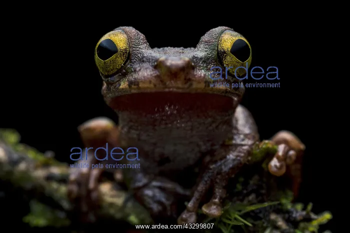 : Buckley's Slender-legged Treefrog (Osteocephalus : Buckley's Slender-legged Treefrog (Osteocephalus