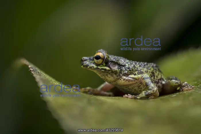 : Buckley's Slender-legged Treefrog (Osteocephalus : Buckley's Slender-legged Treefrog (Osteocephalus