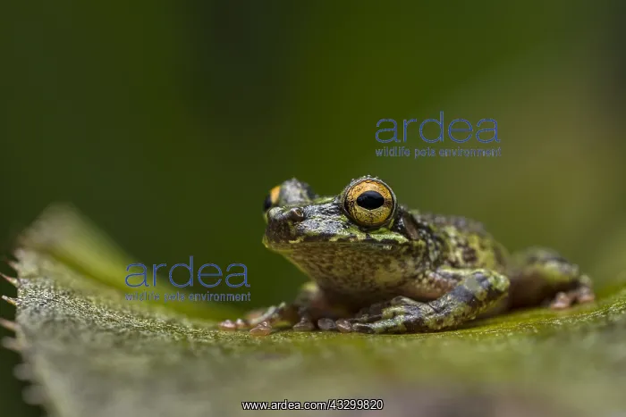 : Buckley's Slender-legged Treefrog (Osteocephalus : Buckley's Slender-legged Treefrog (Osteocephalus