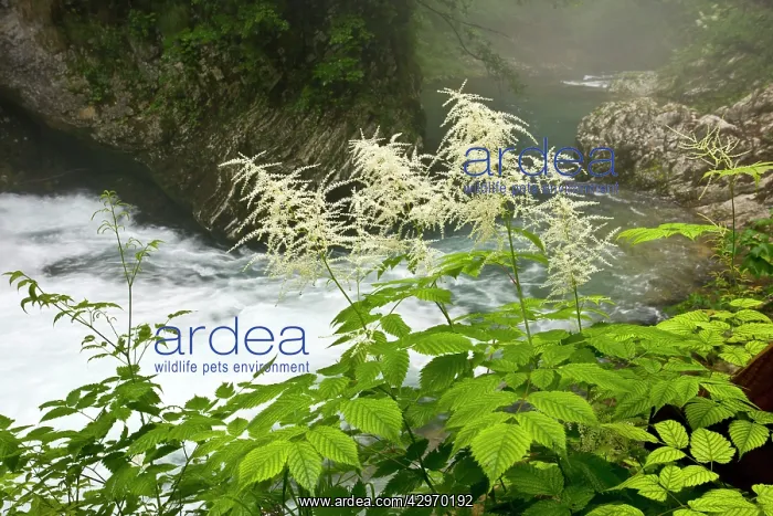 : Buck's Beard or Goat's Beard Spiraea : Buck's Beard or Goat's Beard Spiraea