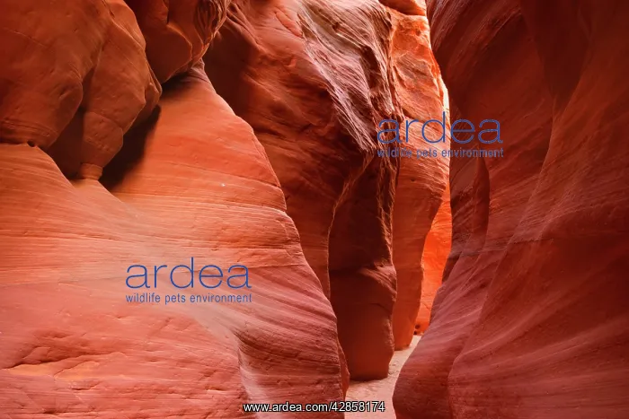 : Buckskin Gulch Narrows - a very narrow and high : Buckskin Gulch Narrows - a very narrow and high